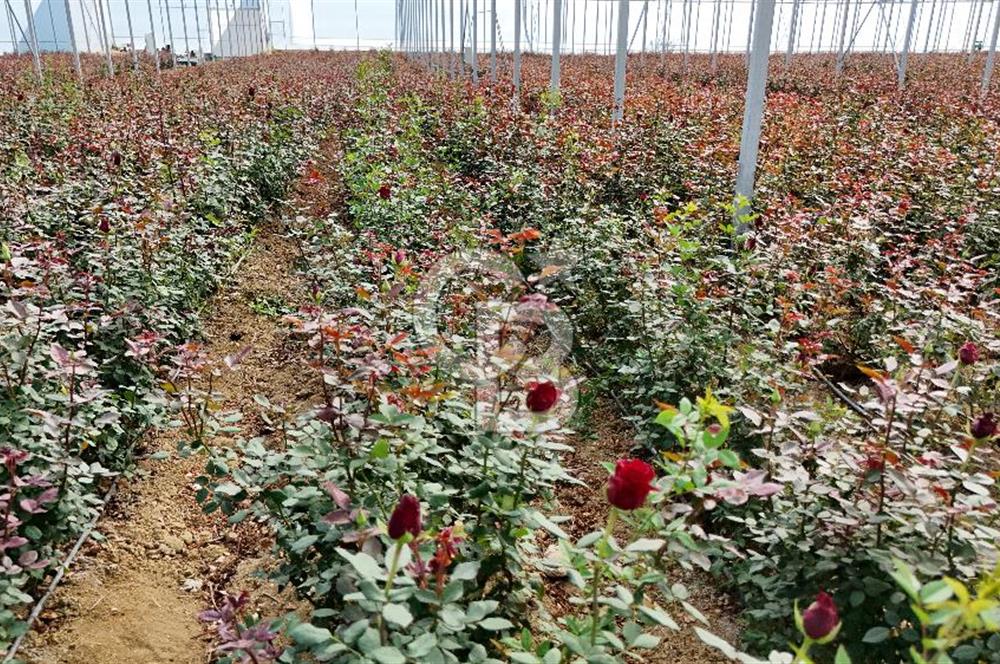 MERSİN IĞDIR’DA SATILIK TAM DONANIMLI GÜL SERASI