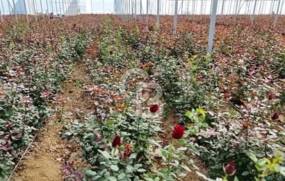 MERSİN IĞDIR’DA SATILIK TAM DONANIMLI GÜL SERASI