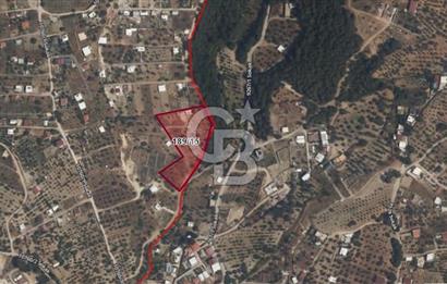 İZMİR BORNOVA YAKAKÖY’DE SATILIK ZEYTİNLİK CB PH 