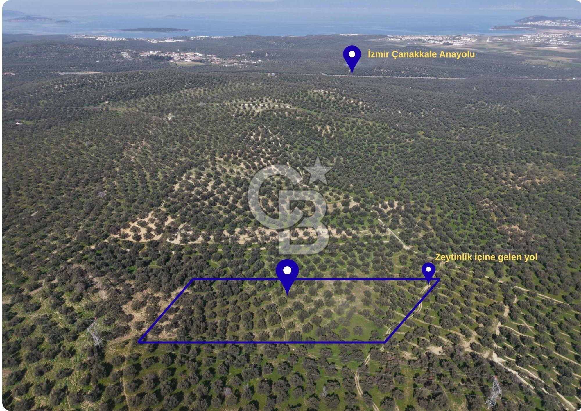BALIKESİR GÖMEÇ HACIOSMANDA 7.931 m² SATILIK VERİMLİ ZEYTİNLİK