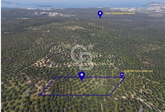 BALIKESİR GÖMEÇ HACIOSMANDA 7.931 m² SATILIK VERİMLİ ZEYTİNLİK - 9 - 338521