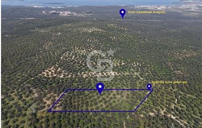 BALIKESİR GÖMEÇ HACIOSMANDA 7.931 m² SATILIK VERİMLİ ZEYTİNLİK