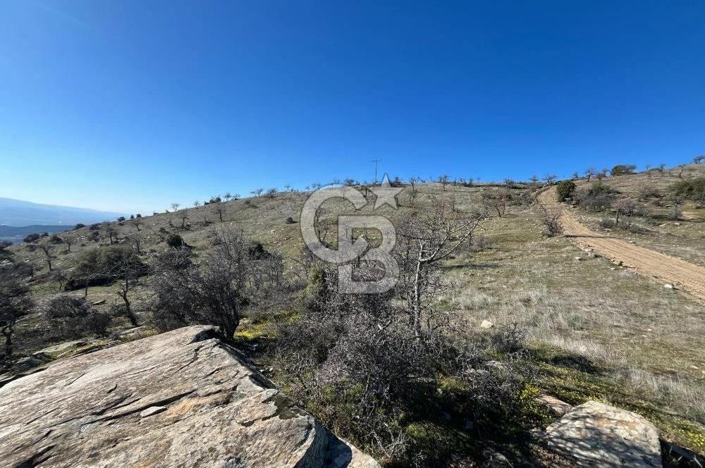 MANİSA KULA SÖĞÜTDERE KARAKUYU MEVKİİ 11.286 m² SATILIK TARLA