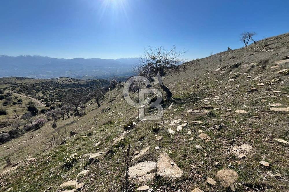 MANİSA KULA SÖĞÜTDERE KARAKUYU MEVKİİ 11.286 m² SATILIK TARLA