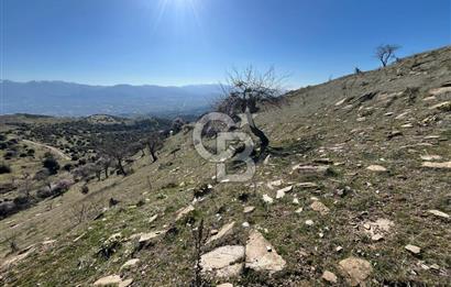 MANİSA KULA SÖĞÜTDERE KARAKUYU MEVKİİ 11.286 m² SATILIK TARLA