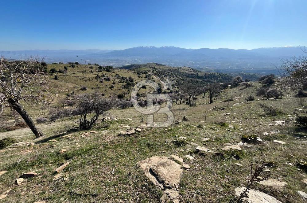 MANİSA KULA SÖĞÜTDERE KARAKUYU MEVKİİ 11.286 m² SATILIK TARLA