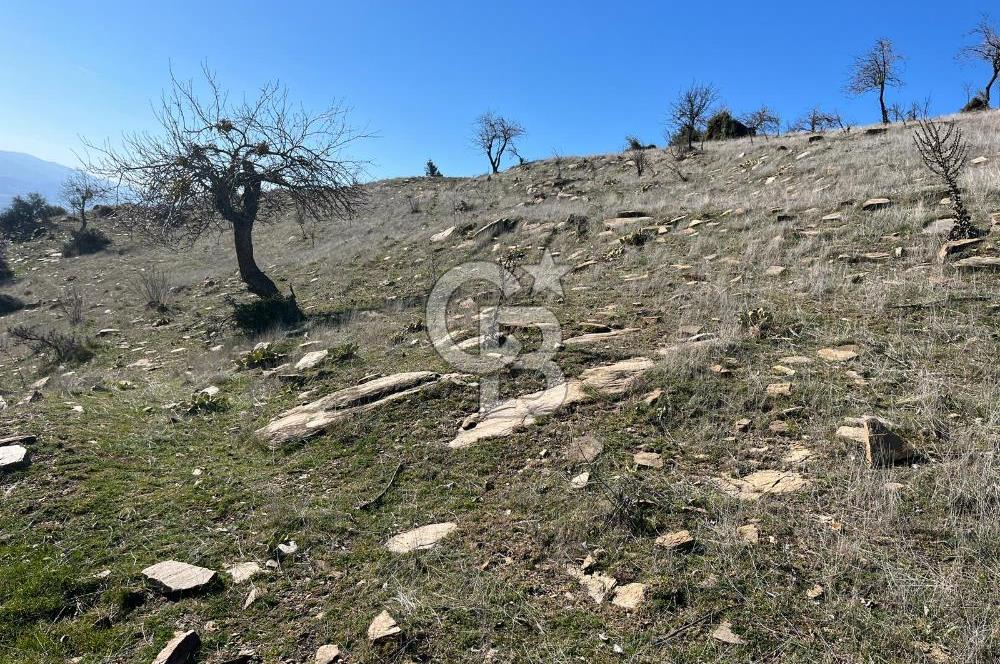 MANİSA KULA SÖĞÜTDERE KARAKUYU MEVKİİ 11.286 m² SATILIK TARLA