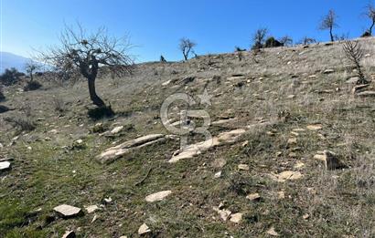 MANİSA KULA SÖĞÜTDERE KARAKUYU MEVKİİ 11.286 m² SATILIK TARLA