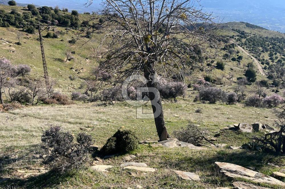 MANİSA KULA SÖĞÜTDERE KARAKUYU MEVKİİ 11.286 m² SATILIK TARLA