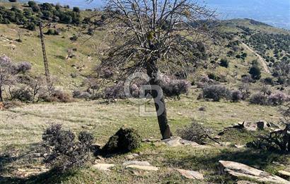 MANİSA KULA SÖĞÜTDERE KARAKUYU MEVKİİ 11.286 m² SATILIK TARLA