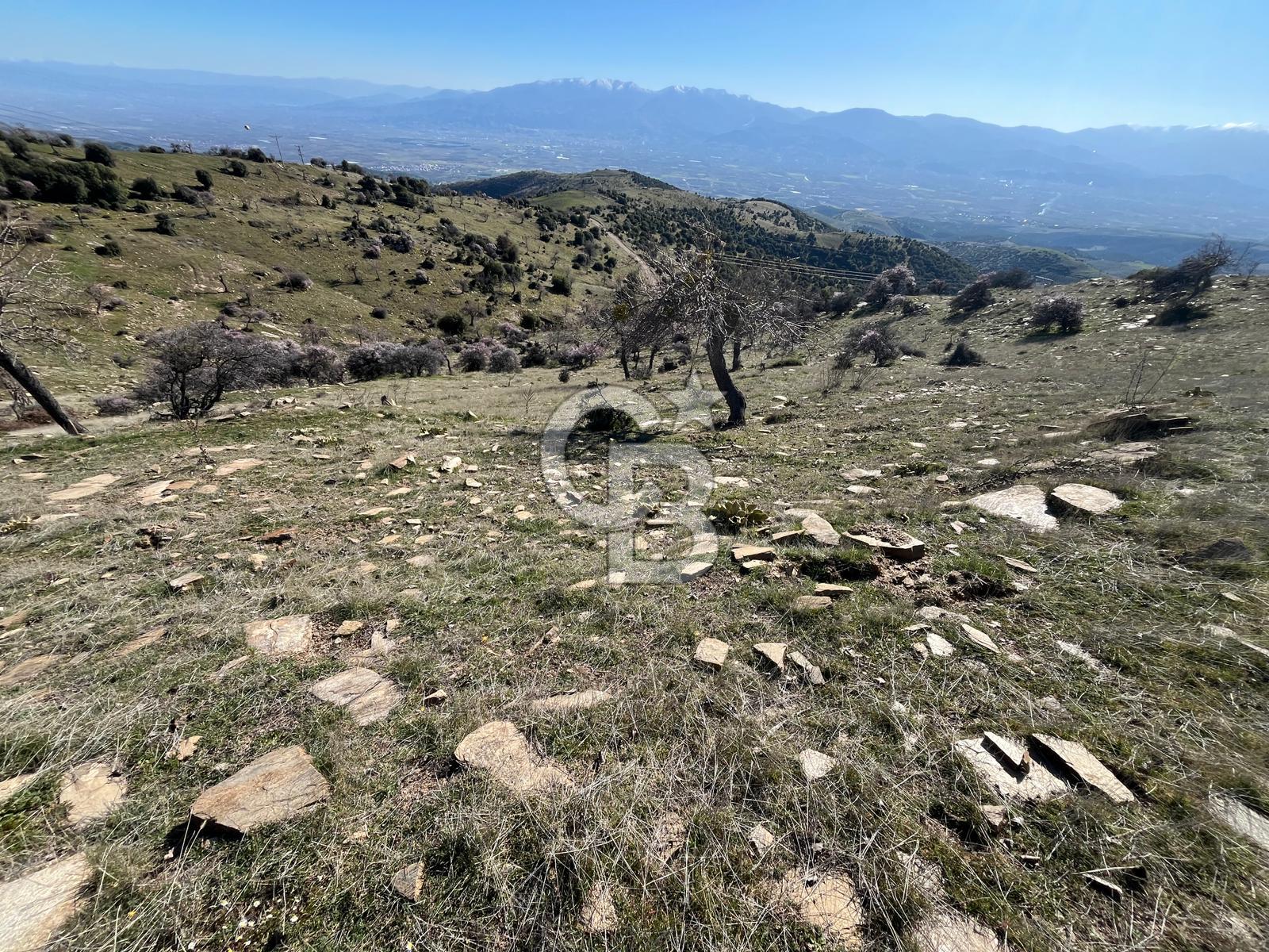 MANİSA KULA SÖĞÜTDERE KARAKUYU MEVKİİ 11.286 m² SATILIK TARLA