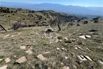 MANİSA KULA SÖĞÜTDERE KARAKUYU MEVKİİ 11.286 m² SATILIK TARLA - 2 - 338580