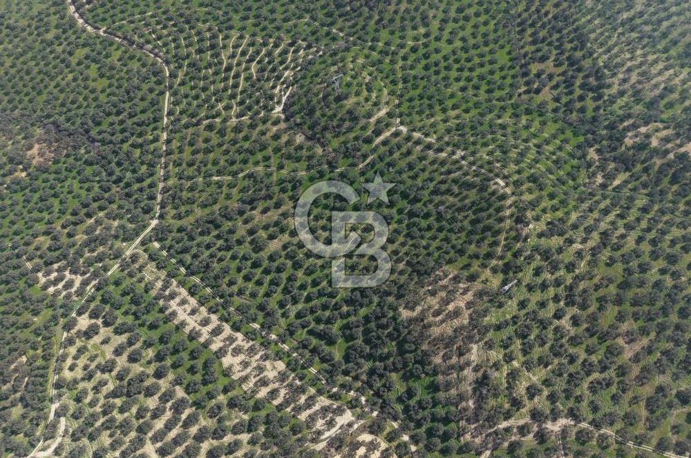 BALIKESİR GÖMEÇ HACIOSMANDA 7.931 m² SATILIK VERİMLİ ZEYTİNLİK