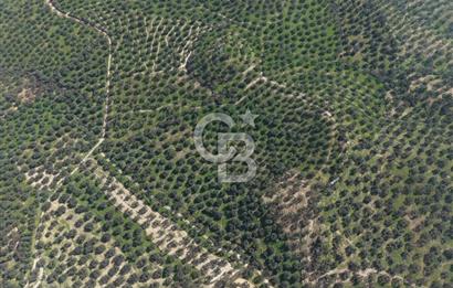 BALIKESİR GÖMEÇ HACIOSMANDA 7.931 m² SATILIK VERİMLİ ZEYTİNLİK