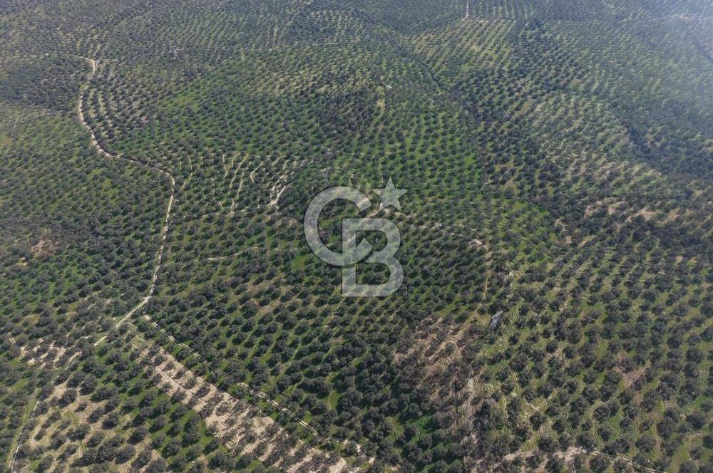 BALIKESİR GÖMEÇ HACIOSMANDA 7.931 m² SATILIK VERİMLİ ZEYTİNLİK