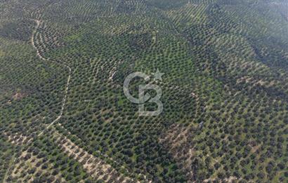 BALIKESİR GÖMEÇ HACIOSMANDA 7.931 m² SATILIK VERİMLİ ZEYTİNLİK