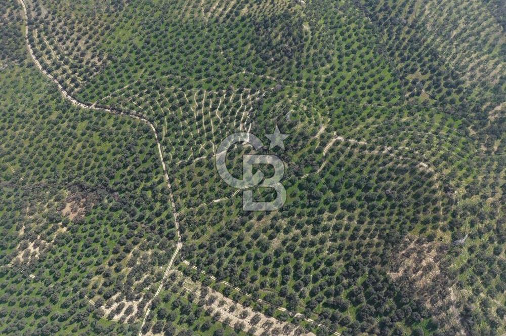 BALIKESİR GÖMEÇ HACIOSMANDA 7.931 m² SATILIK VERİMLİ ZEYTİNLİK