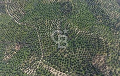 BALIKESİR GÖMEÇ HACIOSMANDA 7.931 m² SATILIK VERİMLİ ZEYTİNLİK