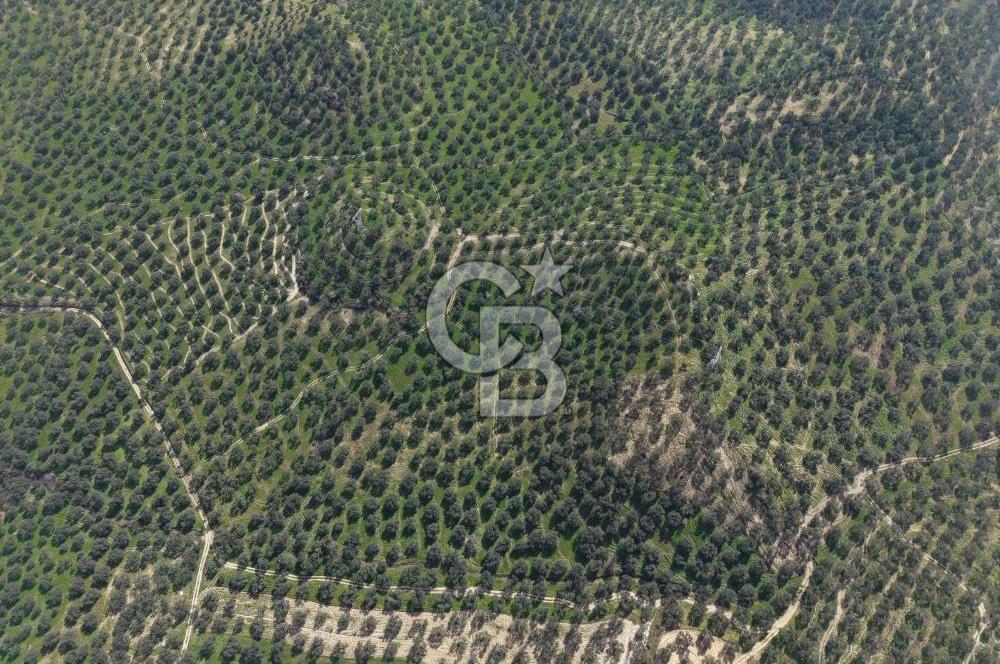 BALIKESİR GÖMEÇ HACIOSMANDA 7.931 m² SATILIK VERİMLİ ZEYTİNLİK