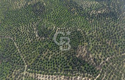 BALIKESİR GÖMEÇ HACIOSMANDA 7.931 m² SATILIK VERİMLİ ZEYTİNLİK