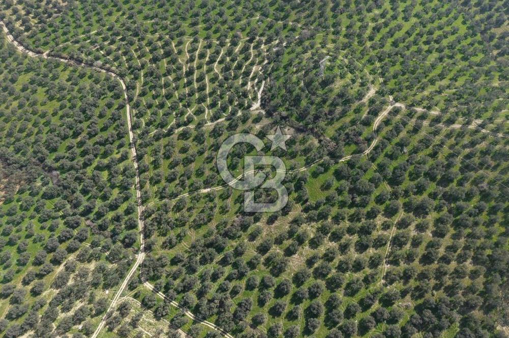 BALIKESİR GÖMEÇ HACIOSMANDA 7.931 m² SATILIK VERİMLİ ZEYTİNLİK
