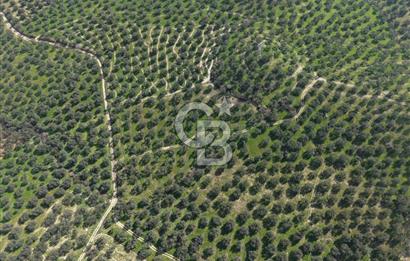 BALIKESİR GÖMEÇ HACIOSMANDA 7.931 m² SATILIK VERİMLİ ZEYTİNLİK