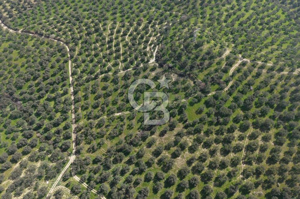 BALIKESİR GÖMEÇ HACIOSMANDA 7.931 m² SATILIK VERİMLİ ZEYTİNLİK