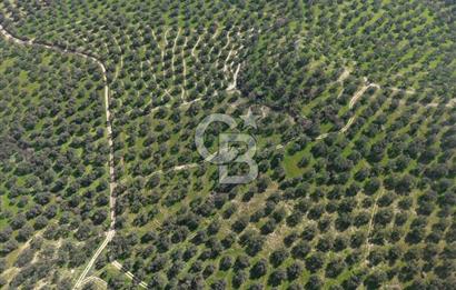 BALIKESİR GÖMEÇ HACIOSMANDA 7.931 m² SATILIK VERİMLİ ZEYTİNLİK