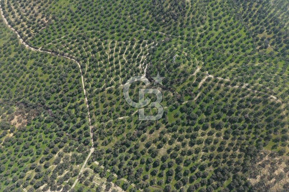 BALIKESİR GÖMEÇ HACIOSMANDA 7.931 m² SATILIK VERİMLİ ZEYTİNLİK