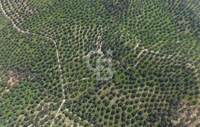 BALIKESİR GÖMEÇ HACIOSMANDA 7.931 m² SATILIK VERİMLİ ZEYTİNLİK