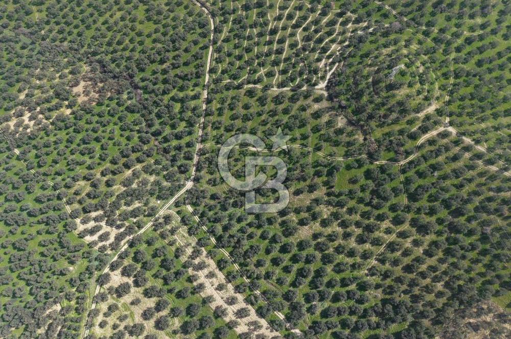 BALIKESİR GÖMEÇ HACIOSMANDA 7.931 m² SATILIK VERİMLİ ZEYTİNLİK