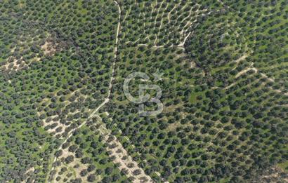 BALIKESİR GÖMEÇ HACIOSMANDA 7.931 m² SATILIK VERİMLİ ZEYTİNLİK