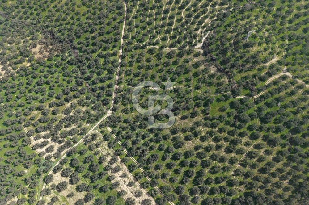 BALIKESİR GÖMEÇ HACIOSMANDA 7.931 m² SATILIK VERİMLİ ZEYTİNLİK