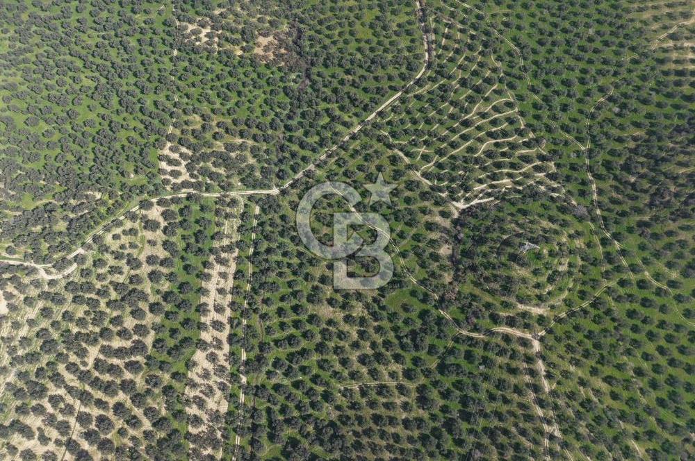 BALIKESİR GÖMEÇ HACIOSMANDA 7.931 m² SATILIK VERİMLİ ZEYTİNLİK