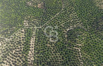 BALIKESİR GÖMEÇ HACIOSMANDA 7.931 m² SATILIK VERİMLİ ZEYTİNLİK