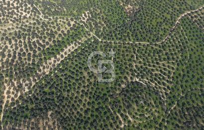 BALIKESİR GÖMEÇ HACIOSMANDA 7.931 m² SATILIK VERİMLİ ZEYTİNLİK