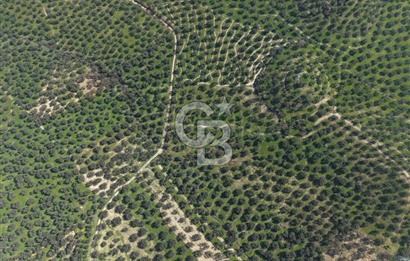BALIKESİR GÖMEÇ HACIOSMANDA 7.931 m² SATILIK VERİMLİ ZEYTİNLİK