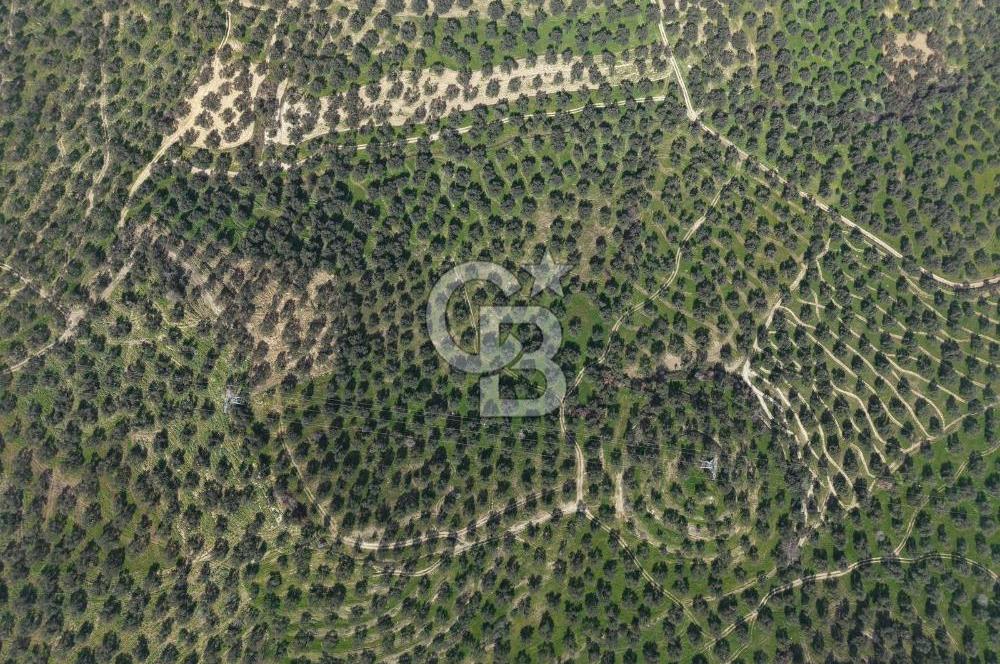 BALIKESİR GÖMEÇ HACIOSMANDA 7.931 m² SATILIK VERİMLİ ZEYTİNLİK