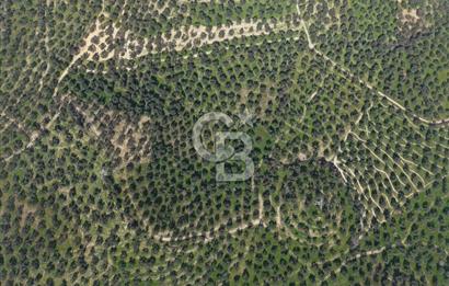 BALIKESİR GÖMEÇ HACIOSMANDA 7.931 m² SATILIK VERİMLİ ZEYTİNLİK