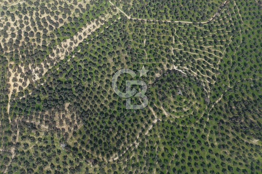 BALIKESİR GÖMEÇ HACIOSMANDA 7.931 m² SATILIK VERİMLİ ZEYTİNLİK