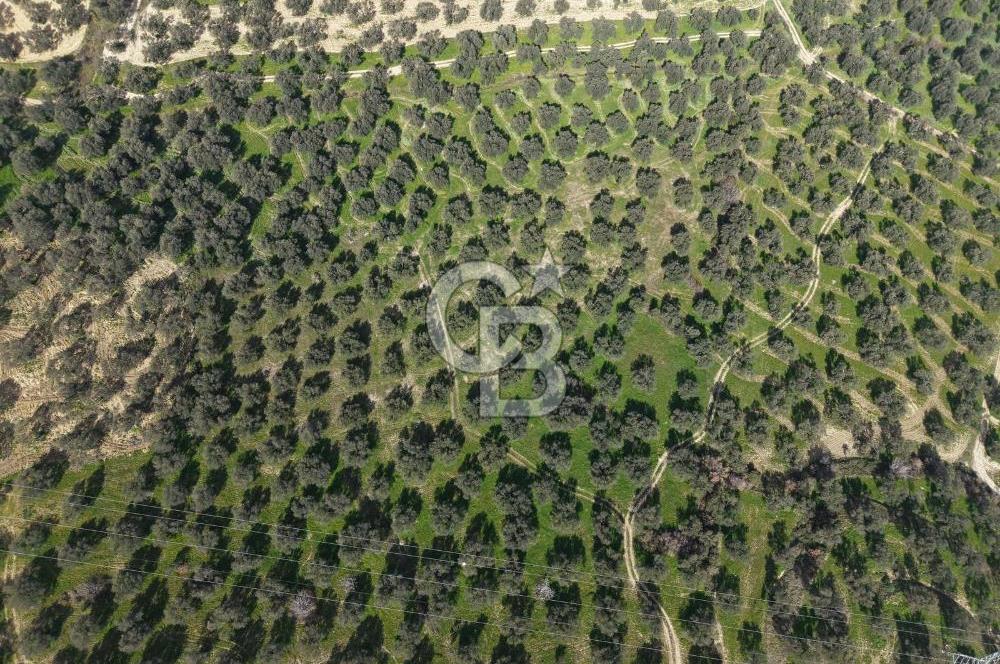 BALIKESİR GÖMEÇ HACIOSMANDA 7.931 m² SATILIK VERİMLİ ZEYTİNLİK