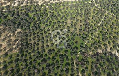 BALIKESİR GÖMEÇ HACIOSMANDA 7.931 m² SATILIK VERİMLİ ZEYTİNLİK