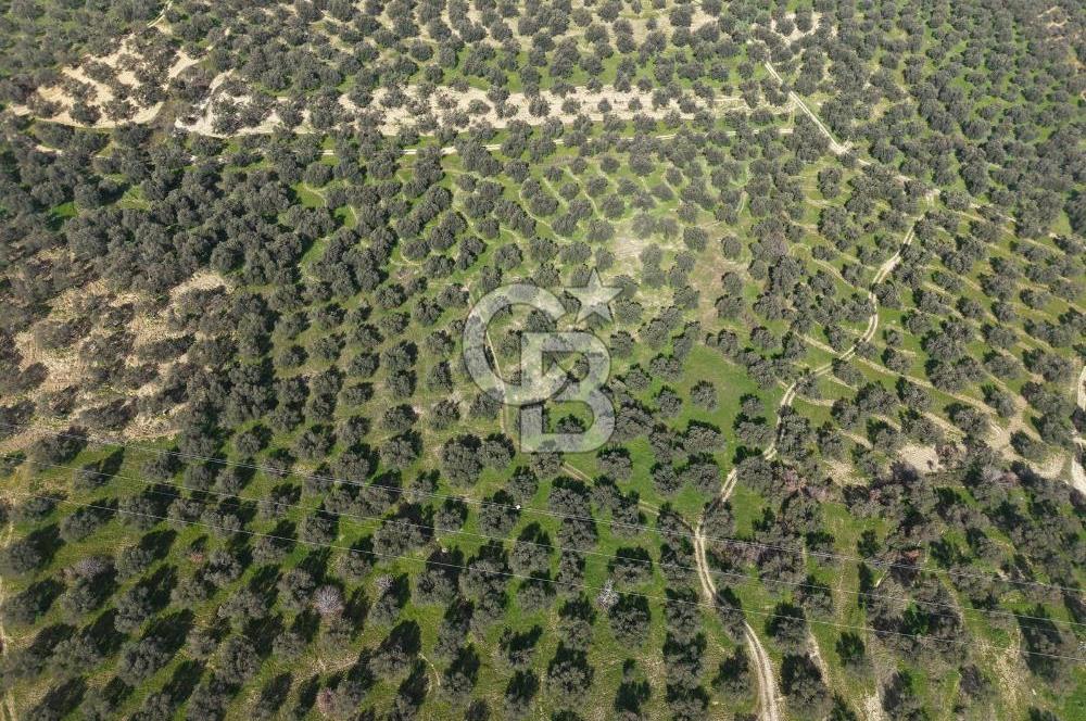 BALIKESİR GÖMEÇ HACIOSMANDA 7.931 m² SATILIK VERİMLİ ZEYTİNLİK