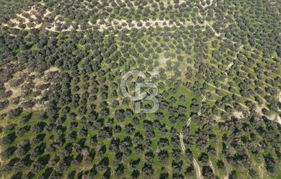 BALIKESİR GÖMEÇ HACIOSMANDA 7.931 m² SATILIK VERİMLİ ZEYTİNLİK