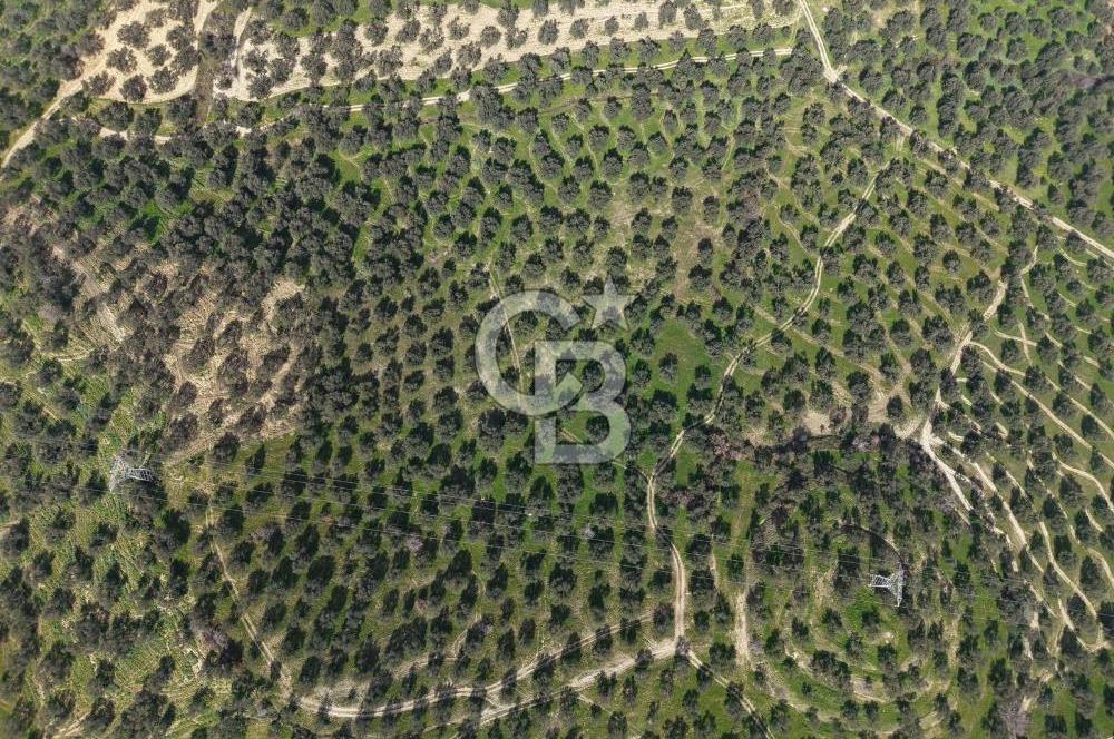 BALIKESİR GÖMEÇ HACIOSMANDA 7.931 m² SATILIK VERİMLİ ZEYTİNLİK