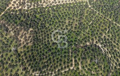 BALIKESİR GÖMEÇ HACIOSMANDA 7.931 m² SATILIK VERİMLİ ZEYTİNLİK