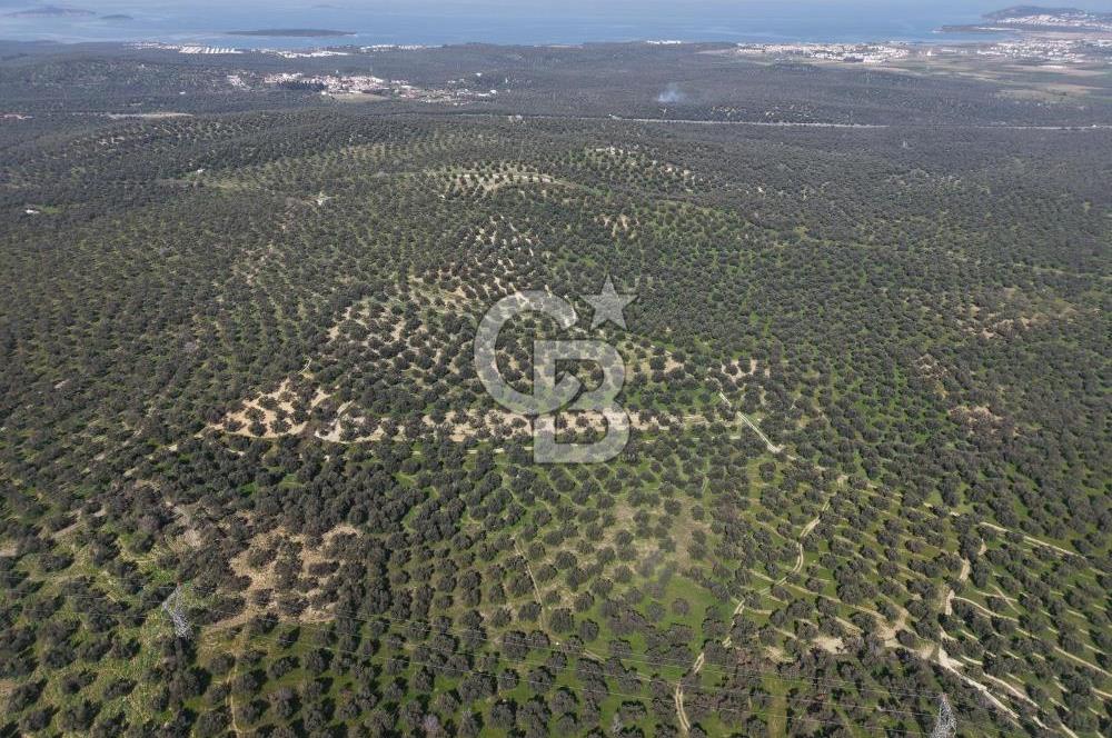 BALIKESİR GÖMEÇ HACIOSMANDA 7.931 m² SATILIK VERİMLİ ZEYTİNLİK