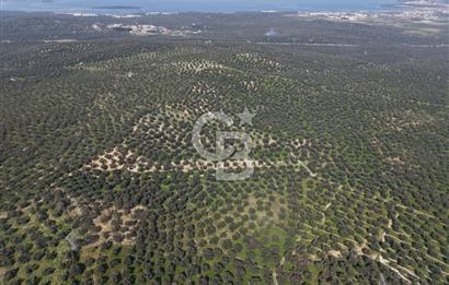 BALIKESİR GÖMEÇ HACIOSMANDA 7.931 m² SATILIK VERİMLİ ZEYTİNLİK