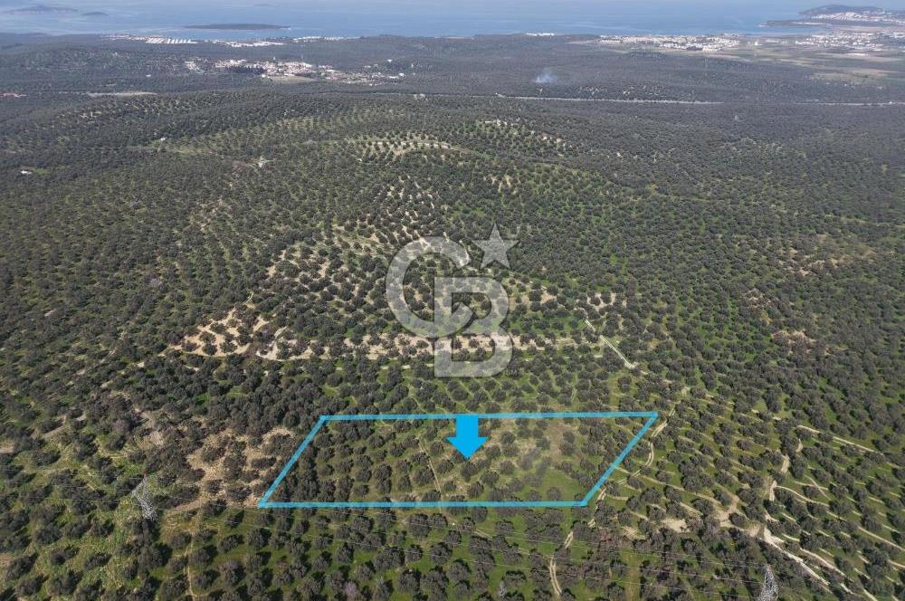 BALIKESİR GÖMEÇ HACIOSMANDA 7.931 m² SATILIK VERİMLİ ZEYTİNLİK