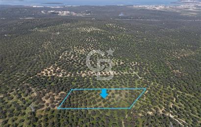 BALIKESİR GÖMEÇ HACIOSMANDA 7.931 m² SATILIK VERİMLİ ZEYTİNLİK